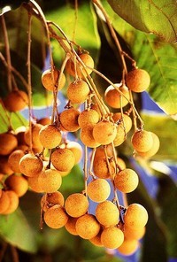 longan