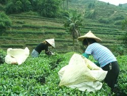 tieguanyin tea