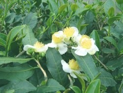 tieguanyin tea