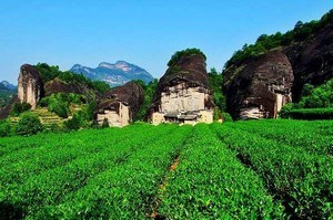 wuyi oolong tea